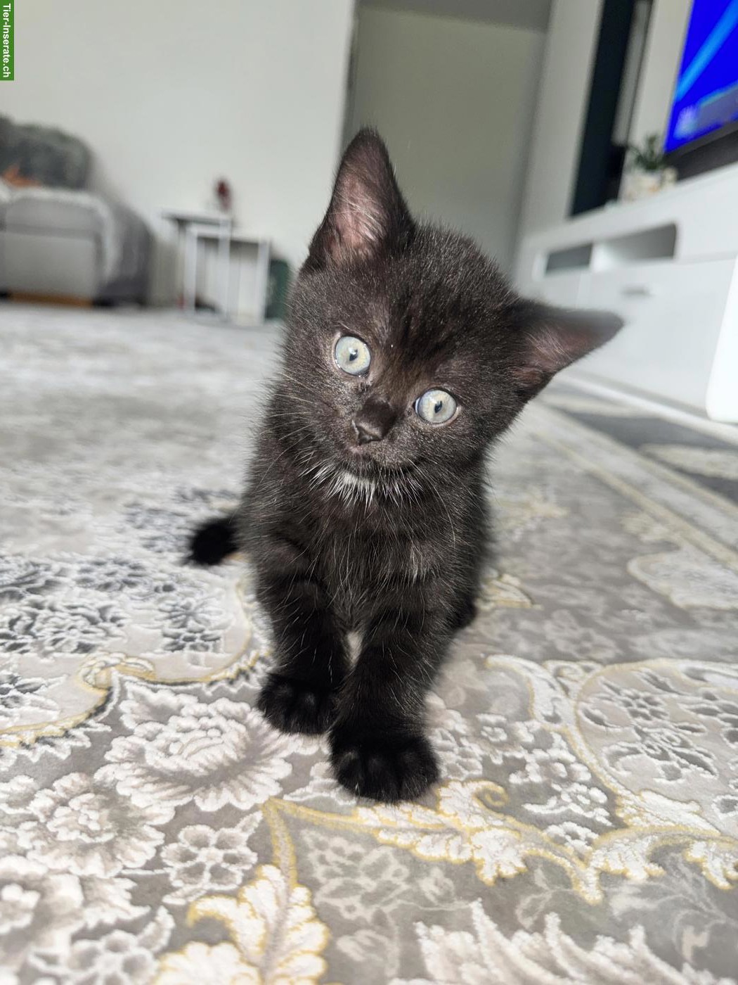 Bild 2: Süsse BKH-Mix Kitten suchen neues Zuhause🐈