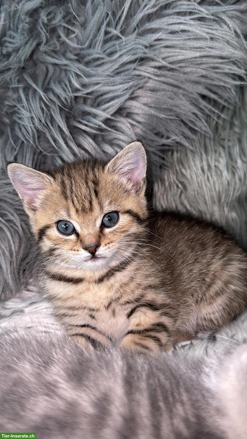 Bild 3: Süsse BKH-Mix Kitten suchen neues Zuhause🐈