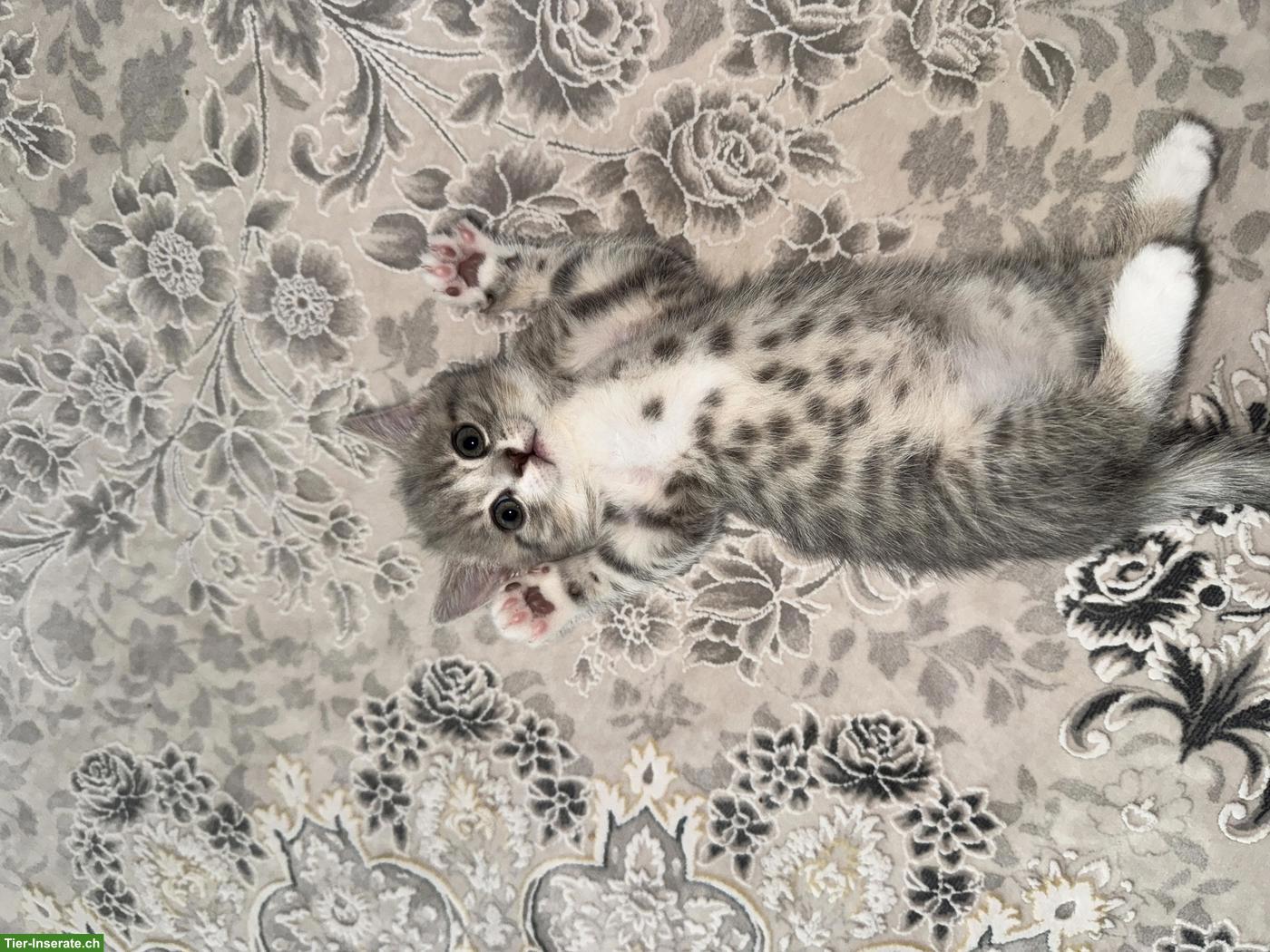Bild 4: Süsse BKH-Mix Kitten suchen neues Zuhause🐈
