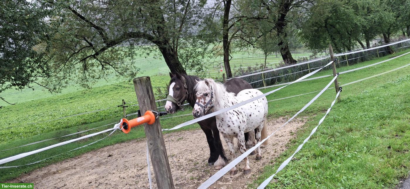 Suche Pflegebeteiligung für 2 Ponys im Baselland