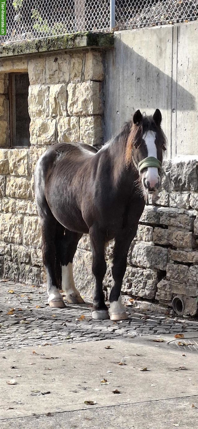 Bild 2: Suche Pflegebeteiligung für 2 Ponys im Baselland
