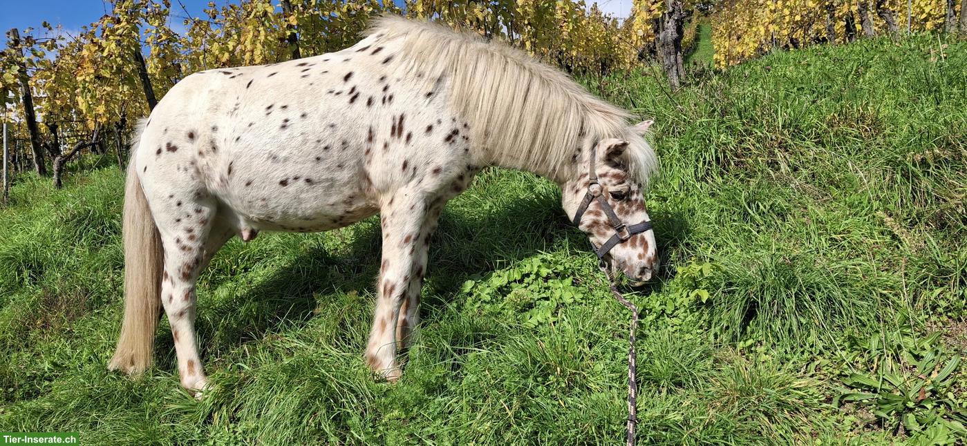 Bild 3: Suche Pflegebeteiligung für 2 Ponys im Baselland