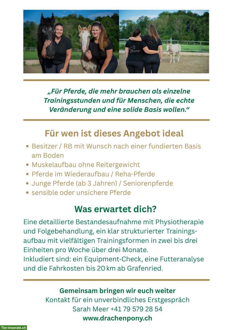 Bild 2: Pferde Intensivbegleitung Bodenarbeit über 3 Monate