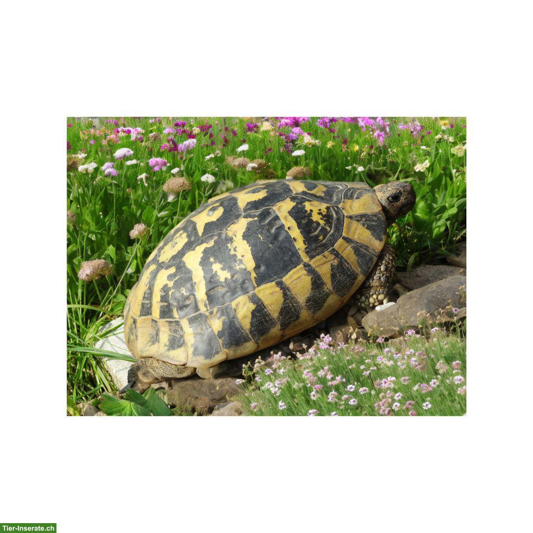 Griechische Landschildkröten aus über 50-jähriger Hobbyzucht abzugeben