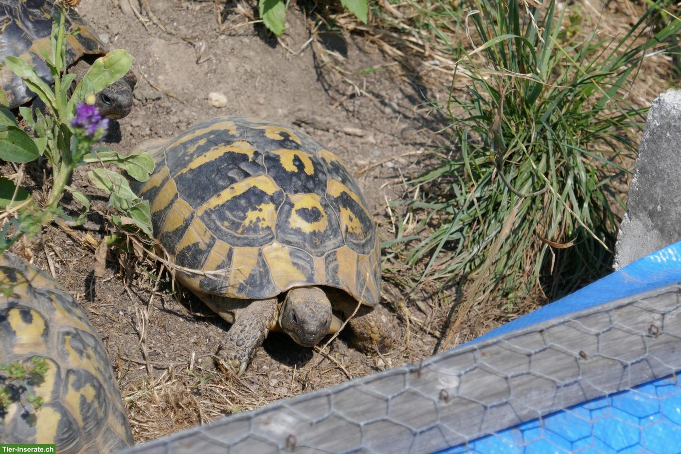 Bild 2: Griechische Landschildkröten aus über 50-jähriger Hobbyzucht abzugeben