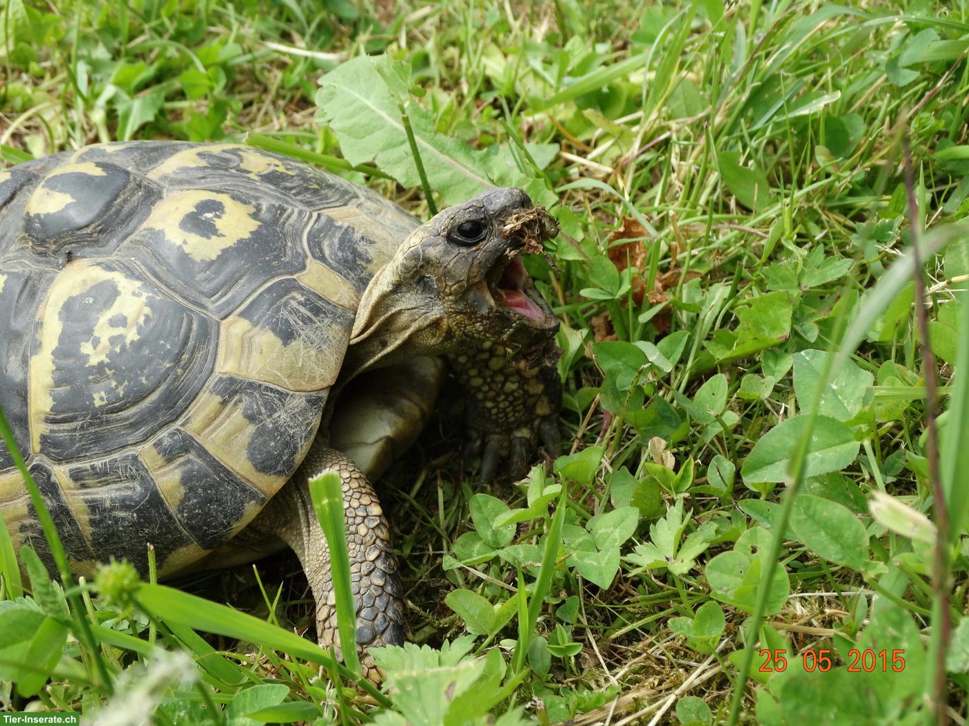 Bild 3: Griechische Landschildkröten aus über 50-jähriger Hobbyzucht abzugeben
