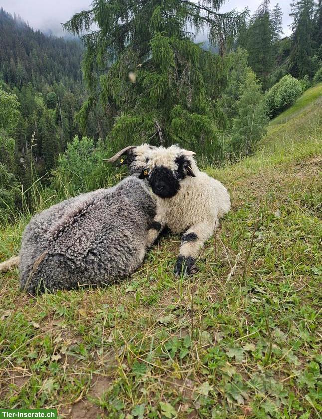 Junger Schafbock sucht Herde