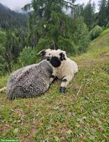 Junger Schafbock sucht Herde