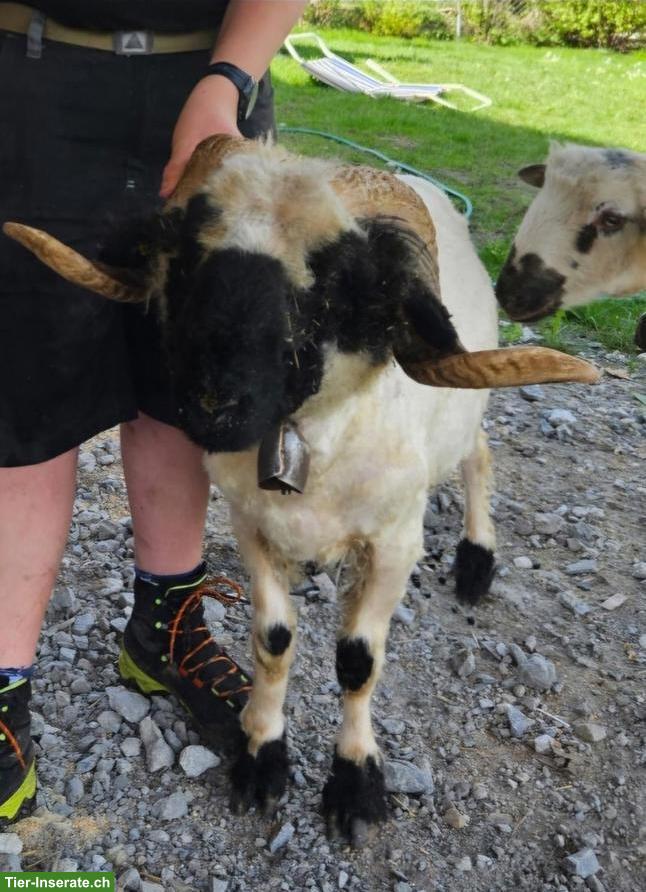 Tausch oder Verkauf Walliser Schwarznasen Widder
