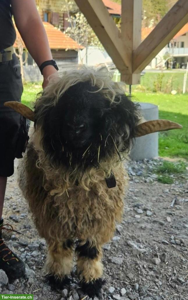 Bild 2: Tausch oder Verkauf Walliser Schwarznasen Widder