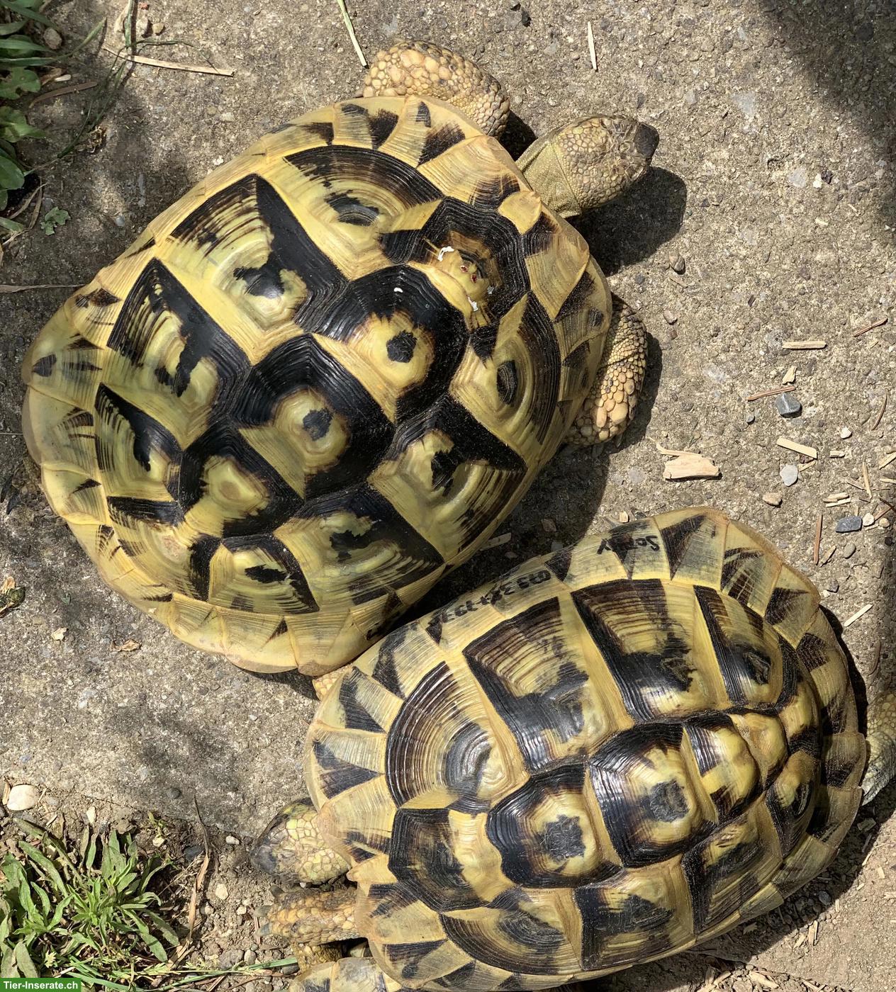 2 Griechische Landschildkröten, 30-jährig