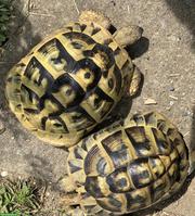 2 Griechische Landschildkröten, 30-jährig