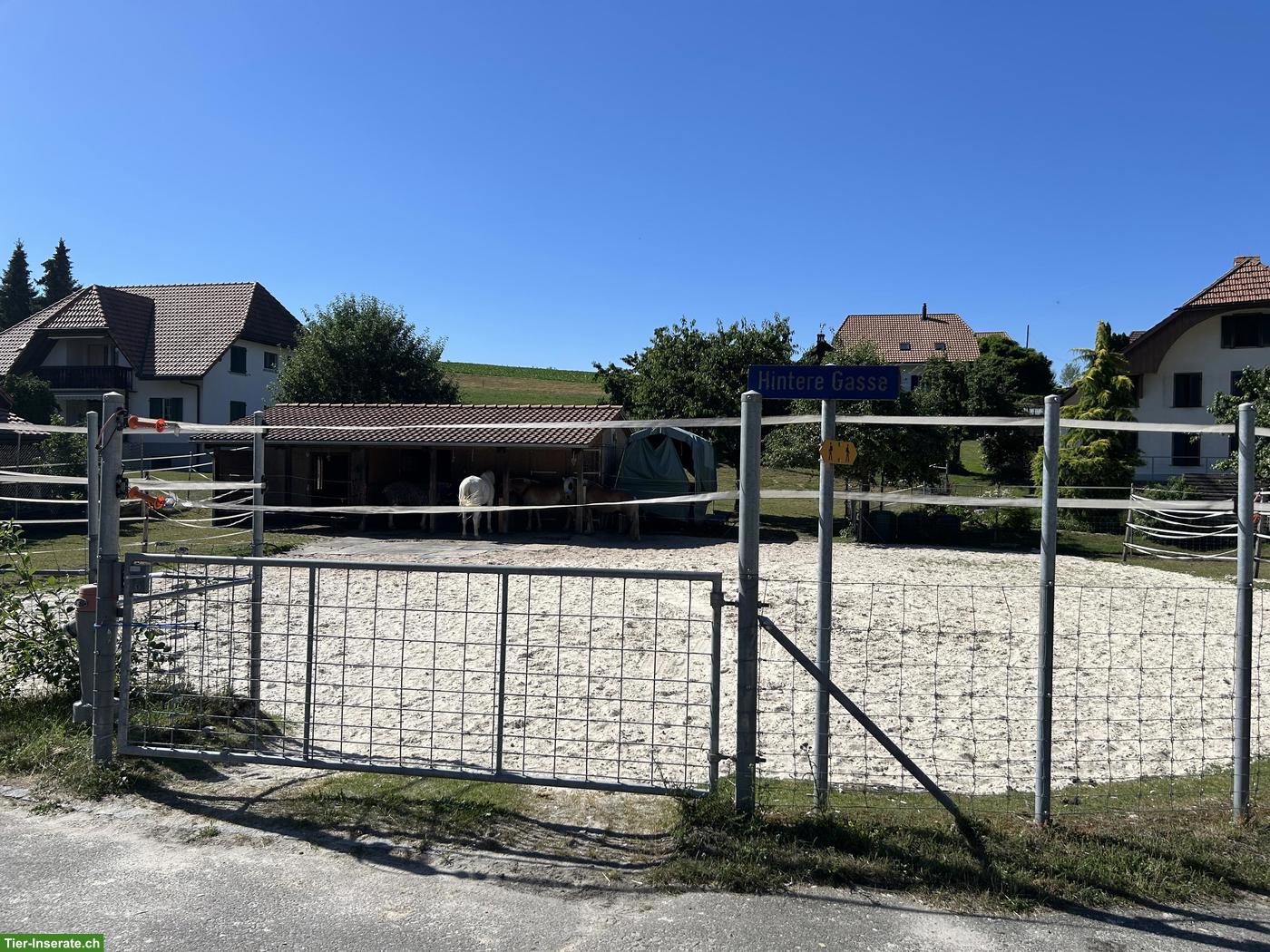 Bild 2: Pferde Offenstall, Selbstversorger in Biezwil im Buechiberg SO