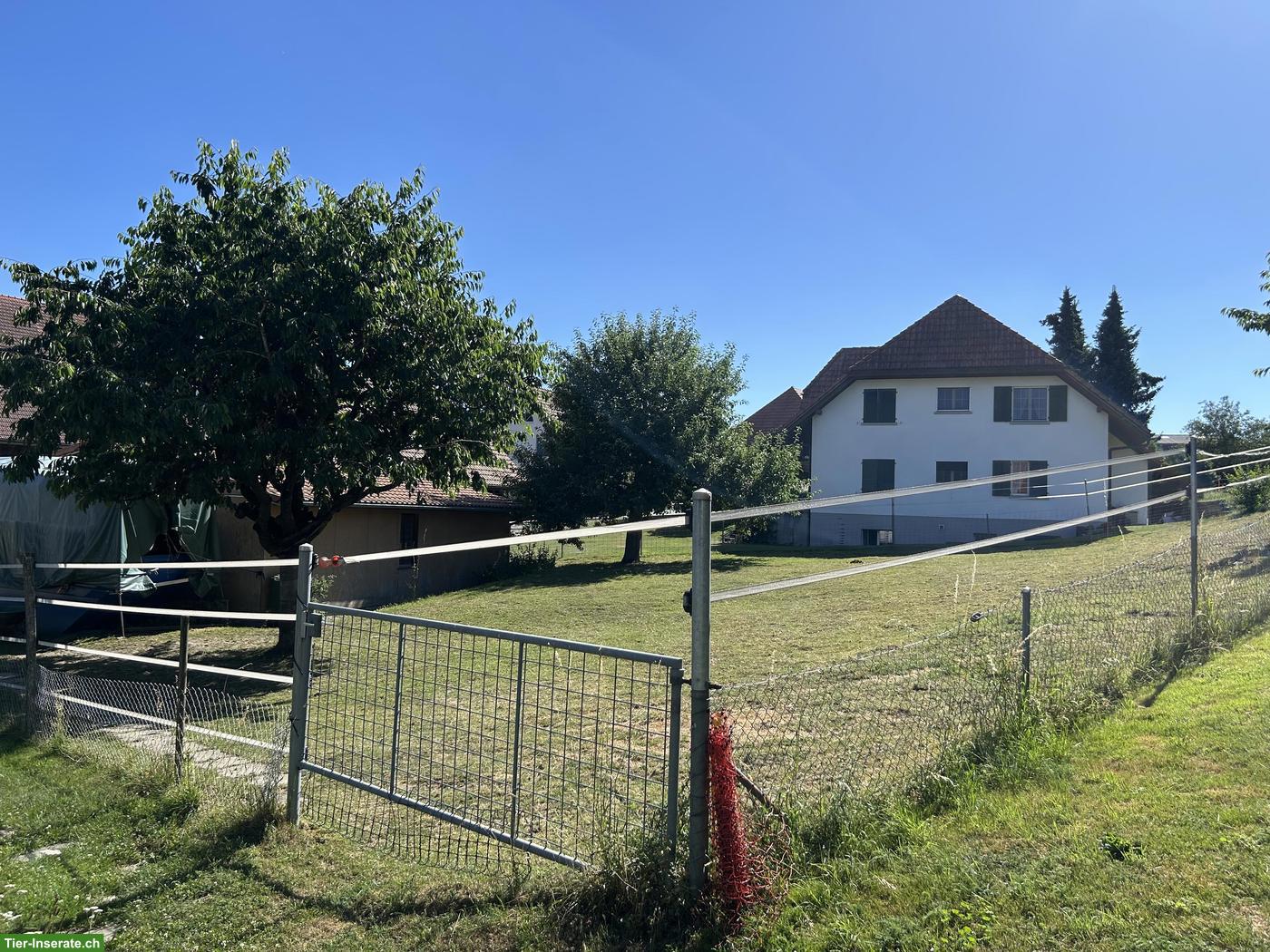 Bild 5: Pferde Offenstall, Selbstversorger in Biezwil im Buechiberg SO
