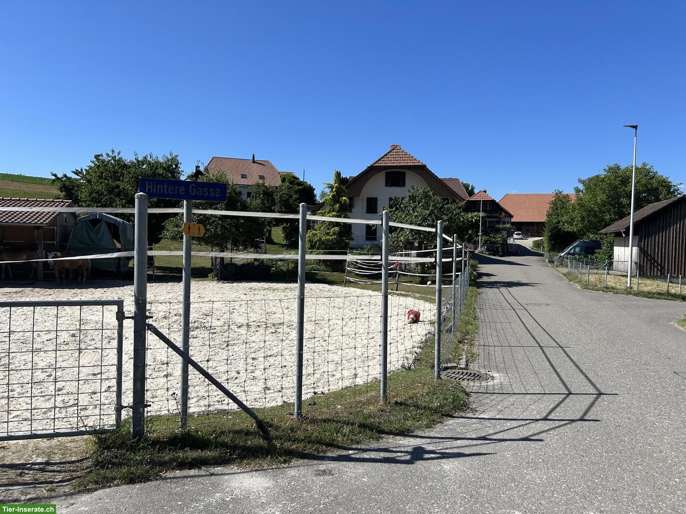 Bild 6: Pferde Offenstall, Selbstversorger in Biezwil im Buechiberg SO