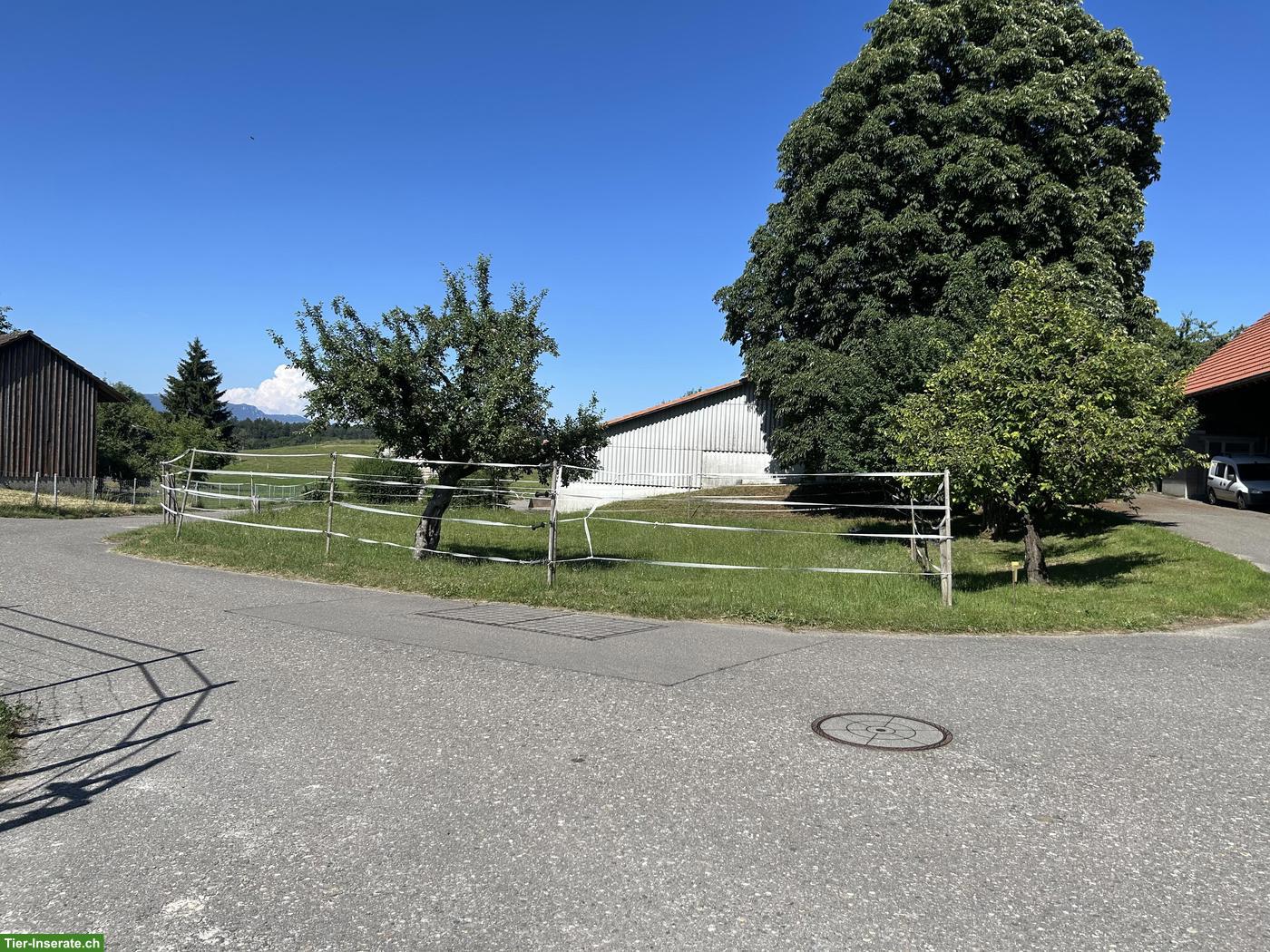 Bild 9: Pferde Offenstall, Selbstversorger in Biezwil im Buechiberg SO