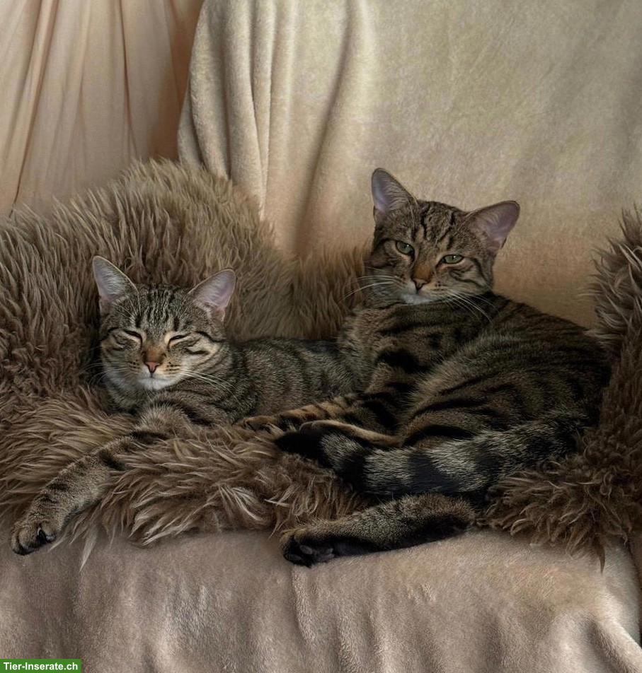 Katzengeschwister Mila & Nala suchen liebevolles Zuhause