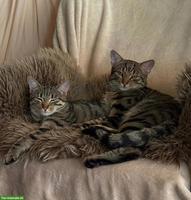 Katzengeschwister Mila & Nala suchen liebevolles Zuhause