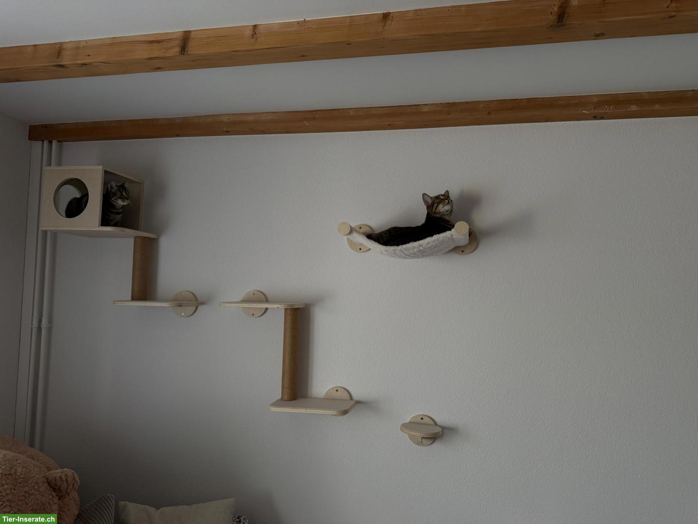Bild 2: Katzengeschwister Mila & Nala suchen liebevolles Zuhause