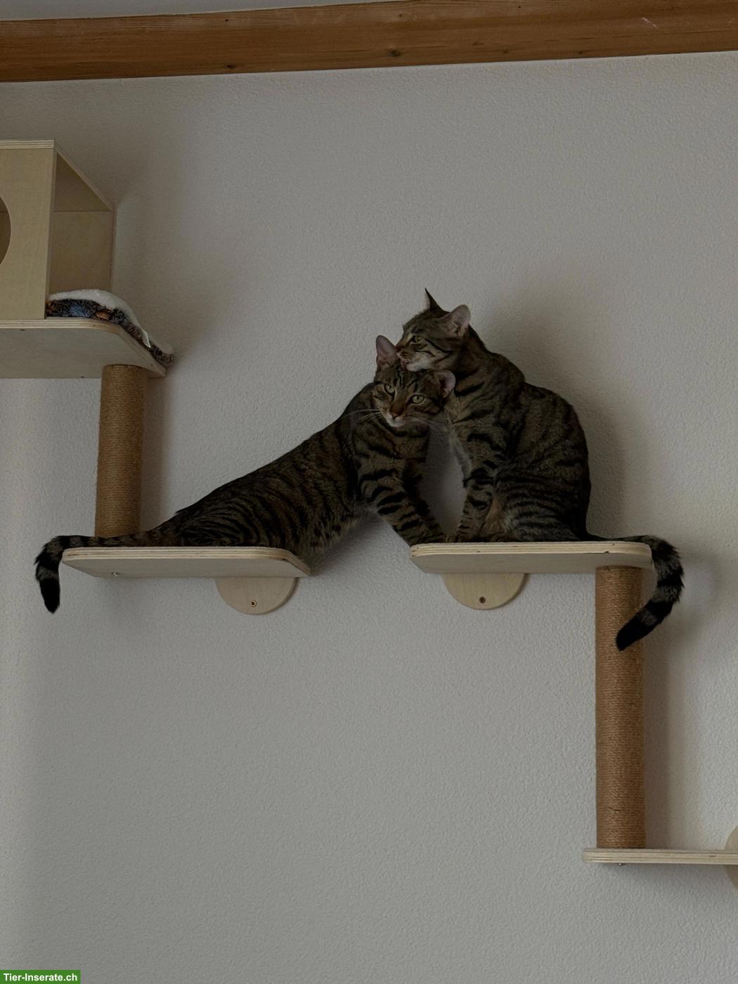 Bild 3: Katzengeschwister Mila & Nala suchen liebevolles Zuhause