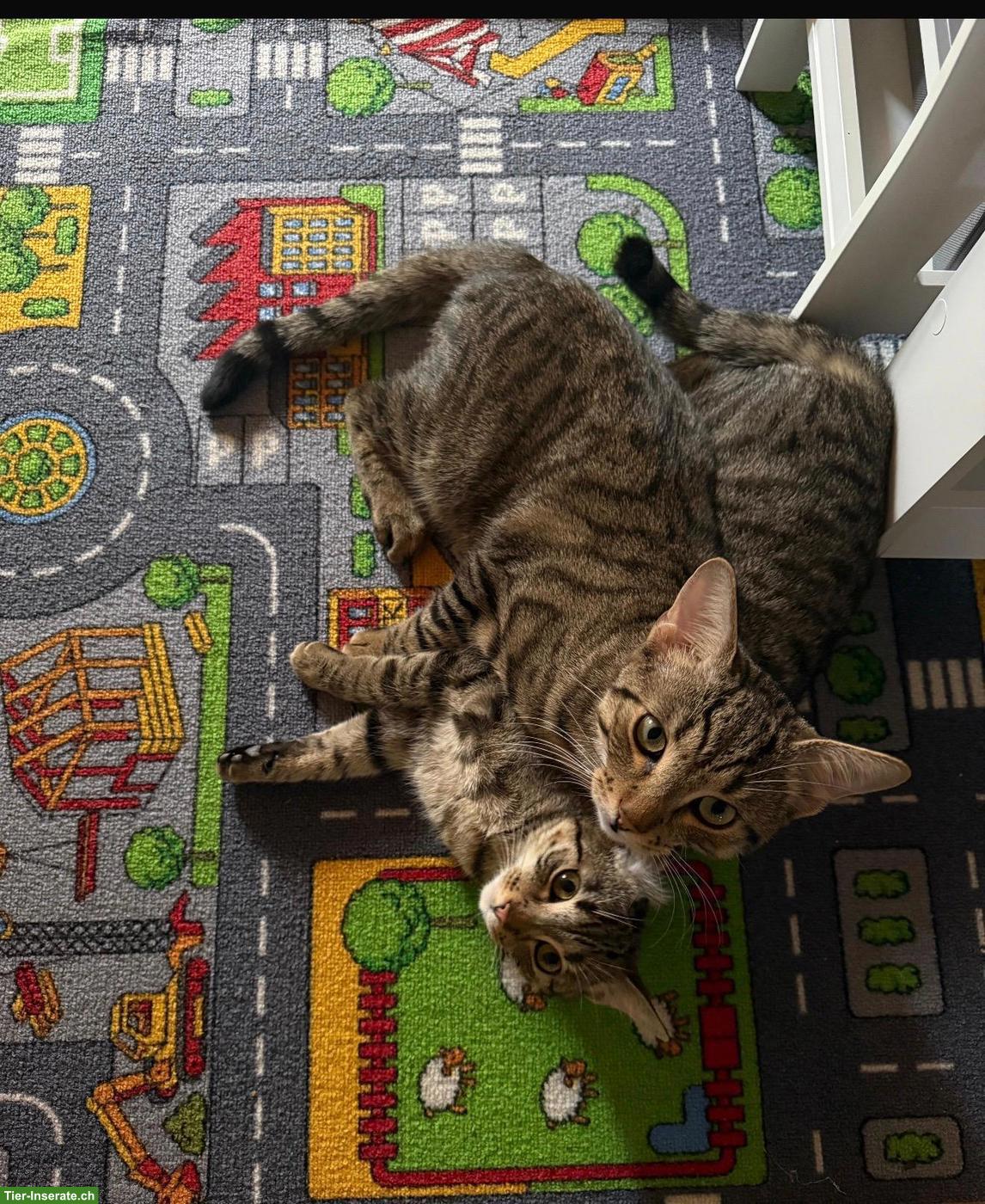 Bild 4: Katzengeschwister Mila & Nala suchen liebevolles Zuhause