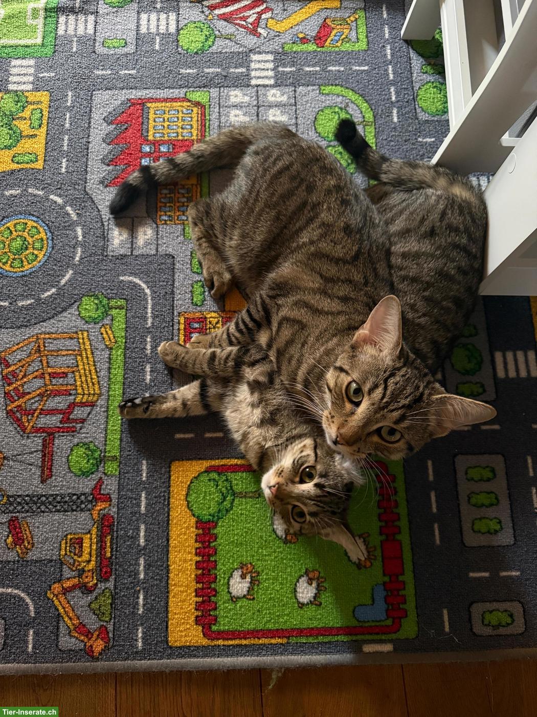 Bild 5: Katzengeschwister Mila & Nala suchen liebevolles Zuhause