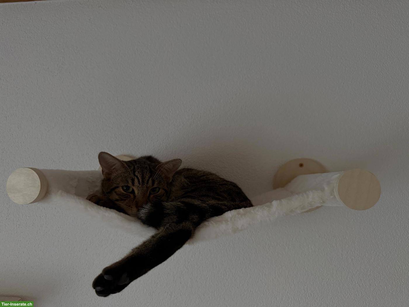 Bild 6: Katzengeschwister Mila & Nala suchen liebevolles Zuhause