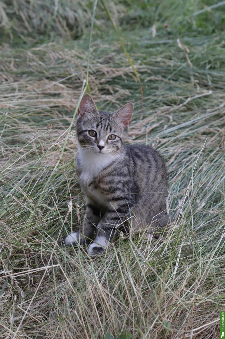 Katzenbabys / Kitten suchen neues Zuhause