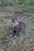 Katzenbabys / Kitten suchen neues Zuhause