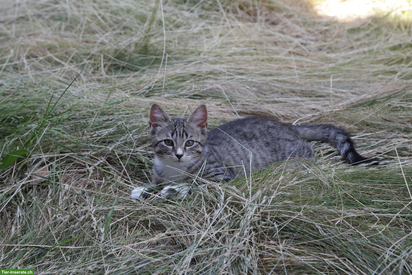 Bild 2: Katzenbabys / Kitten suchen neues Zuhause