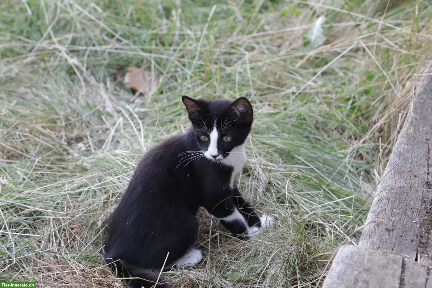 Bild 3: Katzenbabys / Kitten suchen neues Zuhause