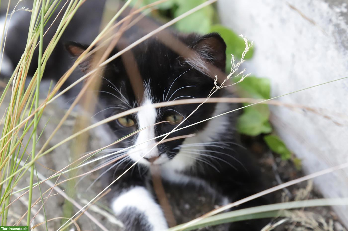Bild 4: Katzenbabys / Kitten suchen neues Zuhause