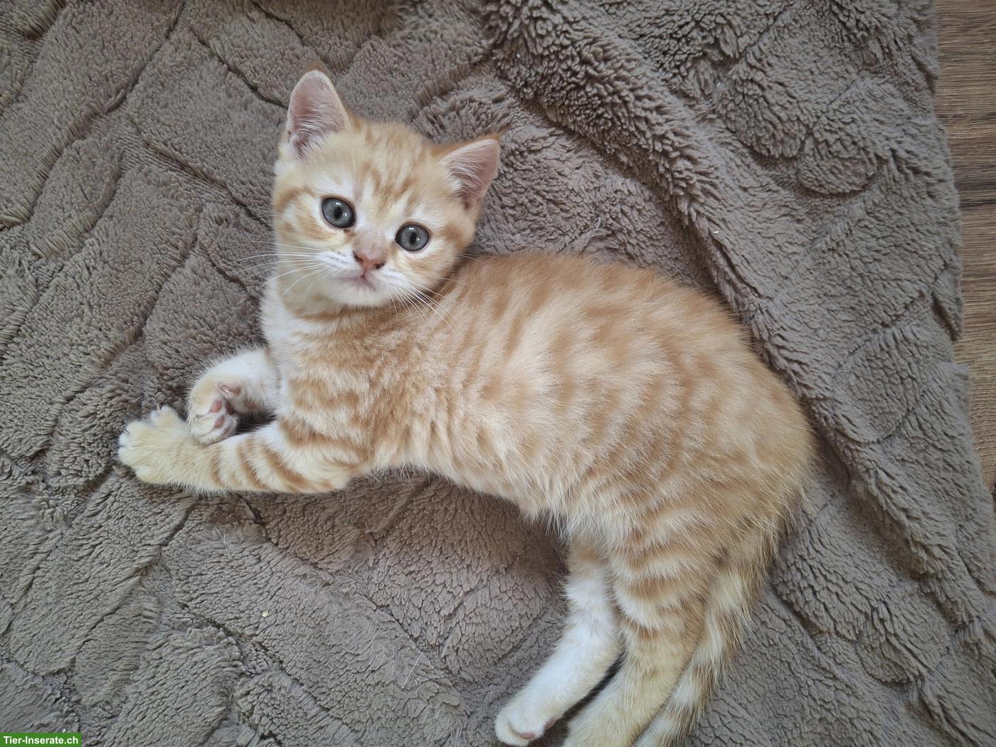 2 junge BKH Kitten suchen ein Zuhause
