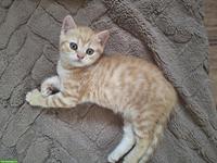 2 junge BKH Kitten suchen ein Zuhause
