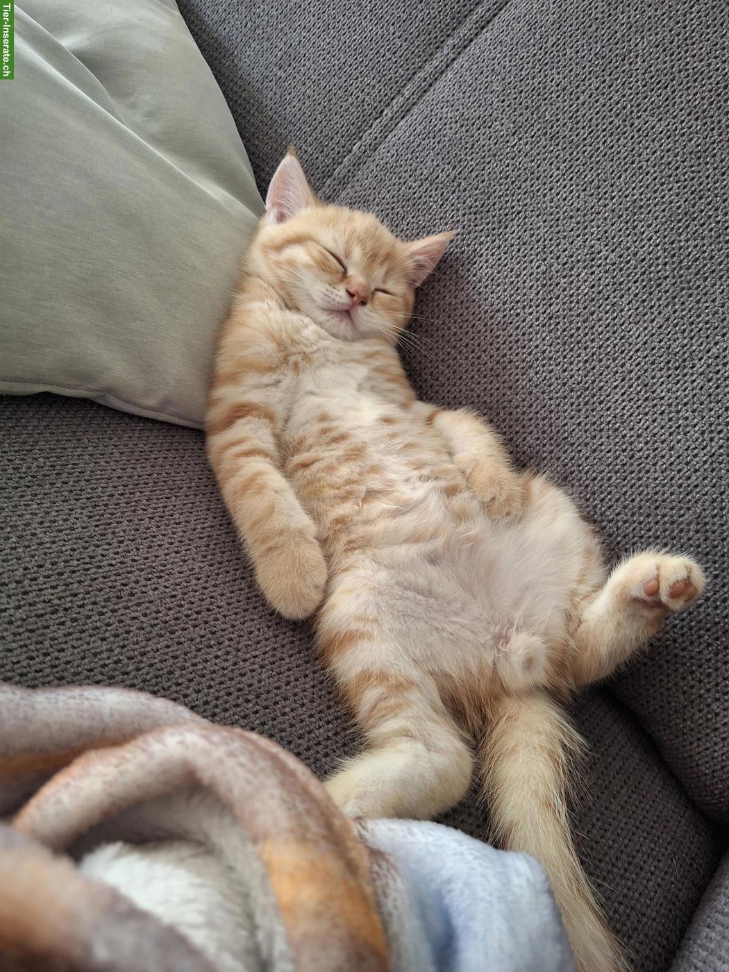 Bild 2: 2 junge BKH Kitten suchen ein Zuhause