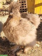 US-Silkies Henne mit Paint-Küken