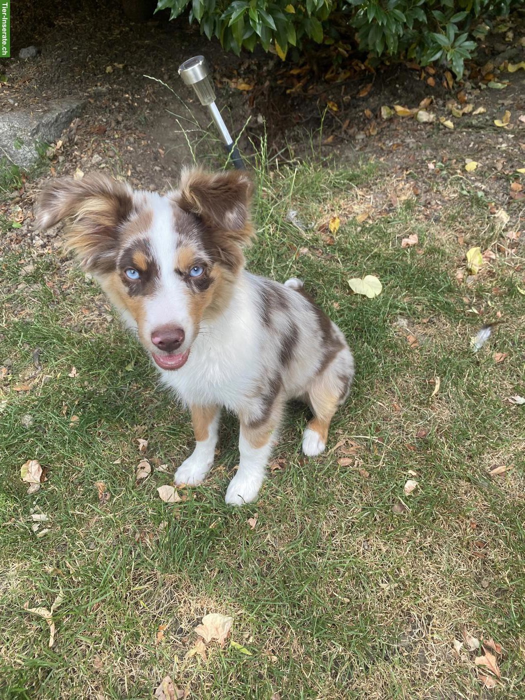 Mini Australian Shepherd Welpe red merle mit blauen Augen