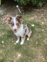 Mini Australian Shepherd Welpe red merle mit blauen Augen