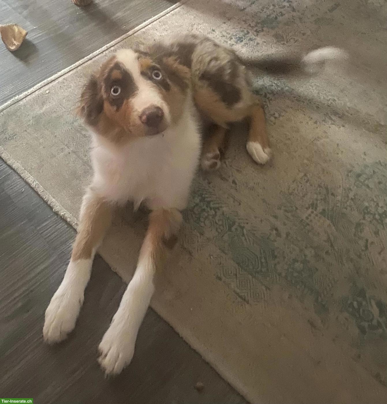 Bild 2: Mini Australian Shepherd Welpe red merle mit blauen Augen