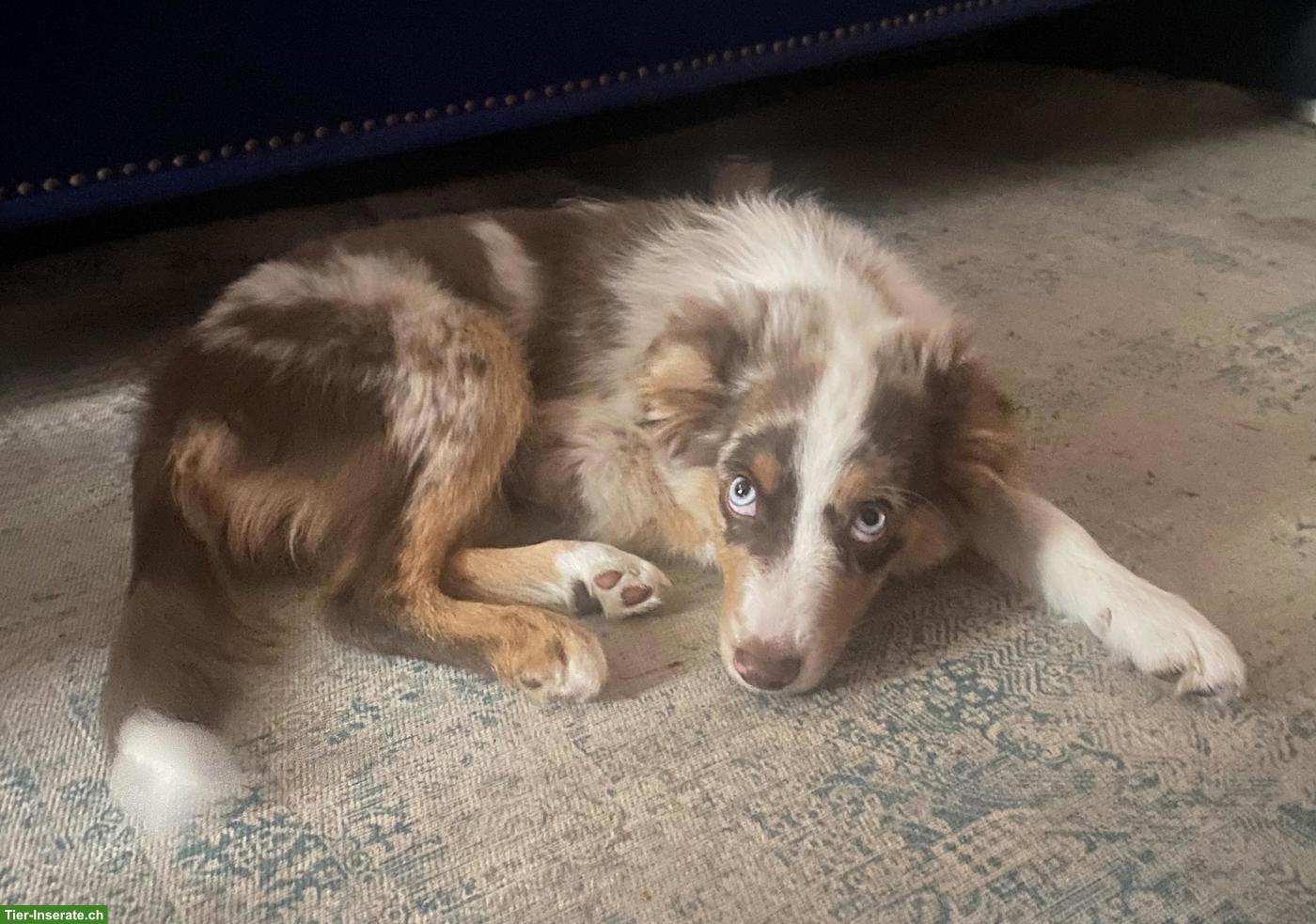 Bild 3: Mini Australian Shepherd Welpe red merle mit blauen Augen
