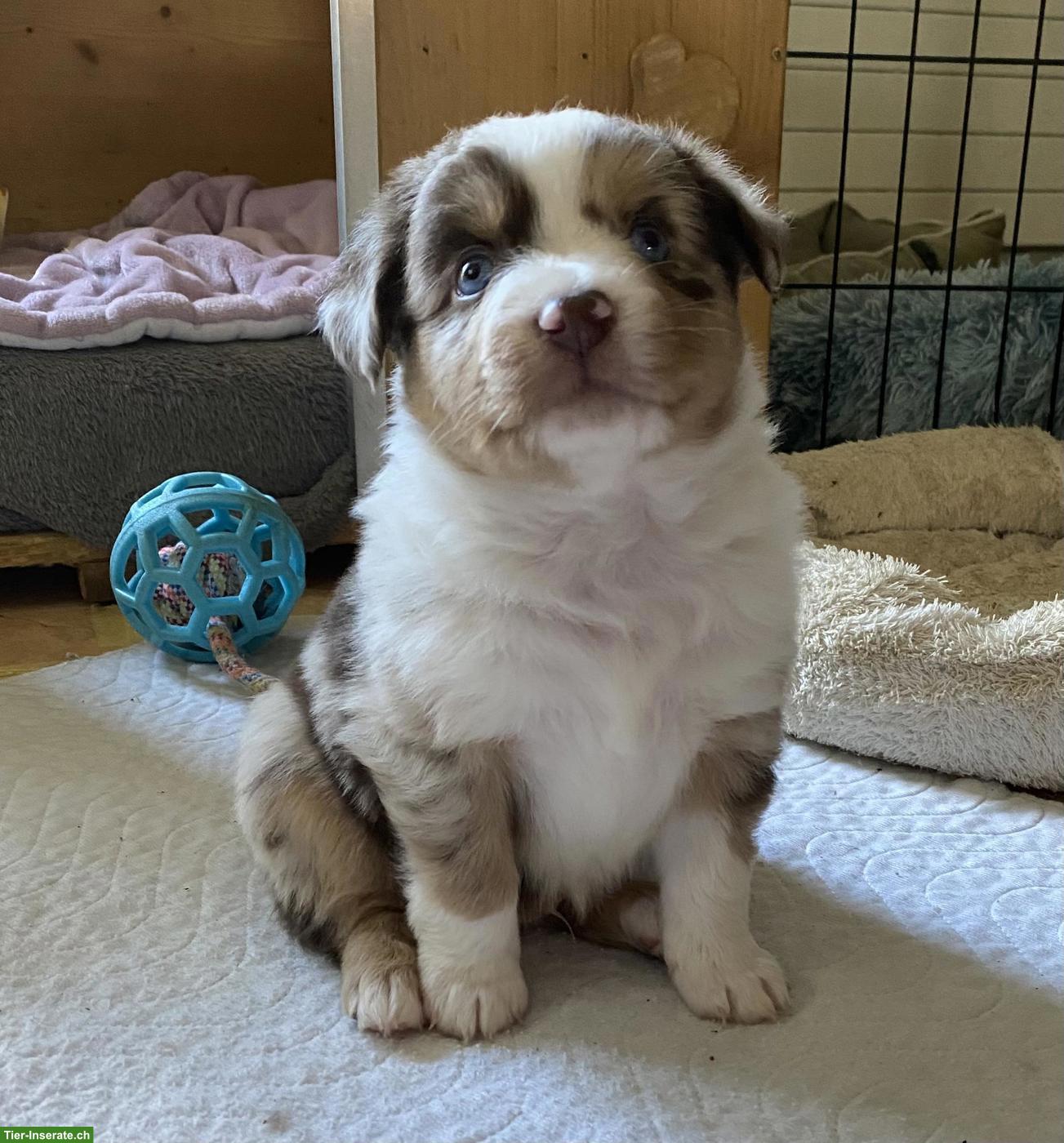 Bild 4: Mini Australian Shepherd Welpe red merle mit blauen Augen