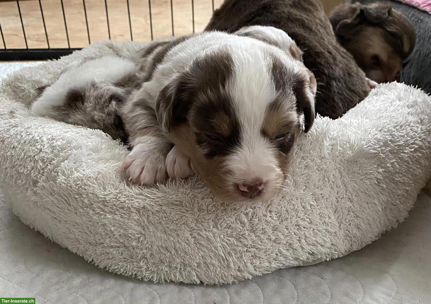 Bild 5: Mini Australian Shepherd Welpe red merle mit blauen Augen