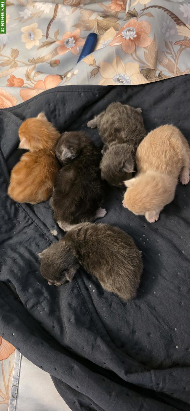 Zauberhafte Maine Coon Kitten suchen ein Zuhause
