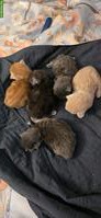 Zauberhafte Maine Coon Kitten suchen ein Zuhause