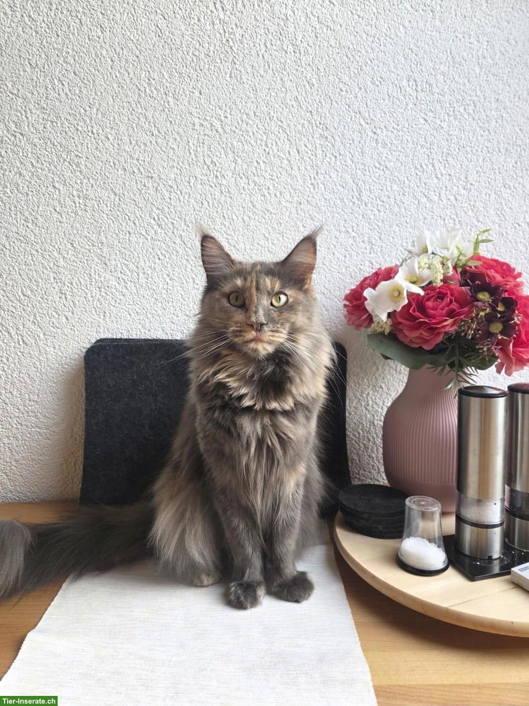 Bild 4: Zauberhafte Maine Coon Kitten suchen ein Zuhause