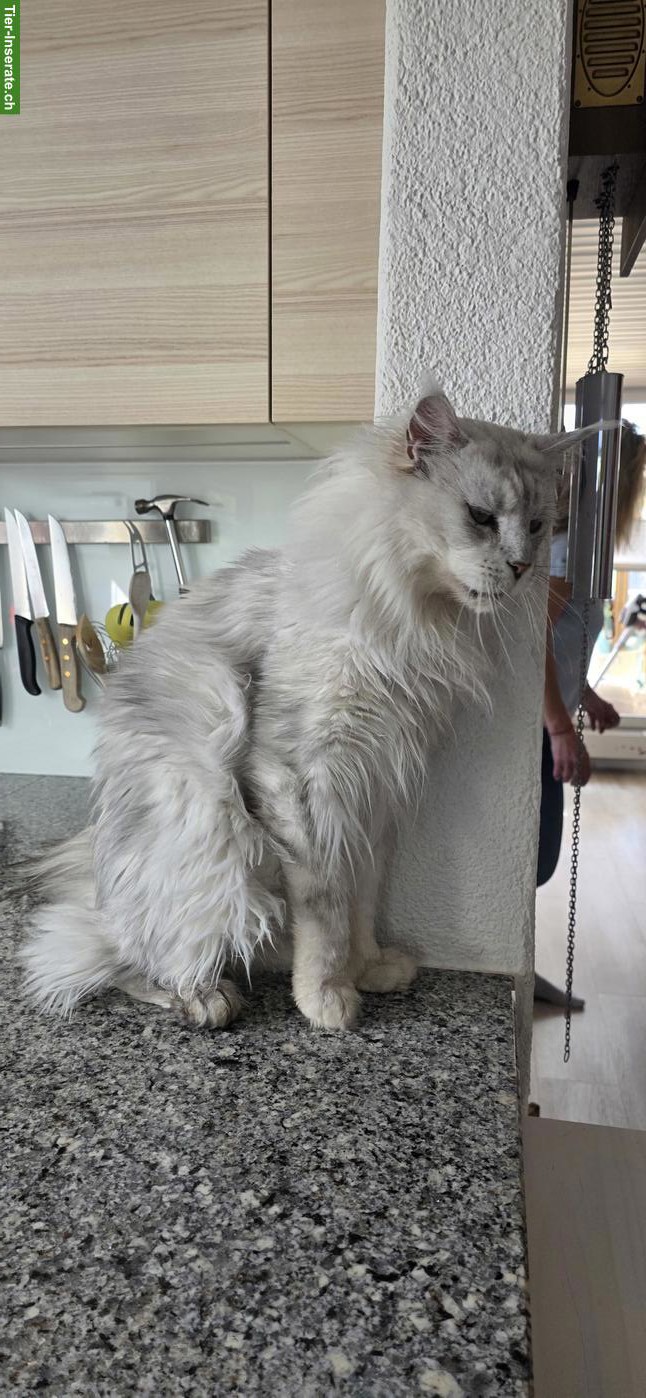 Bild 5: Zauberhafte Maine Coon Kitten suchen ein Zuhause