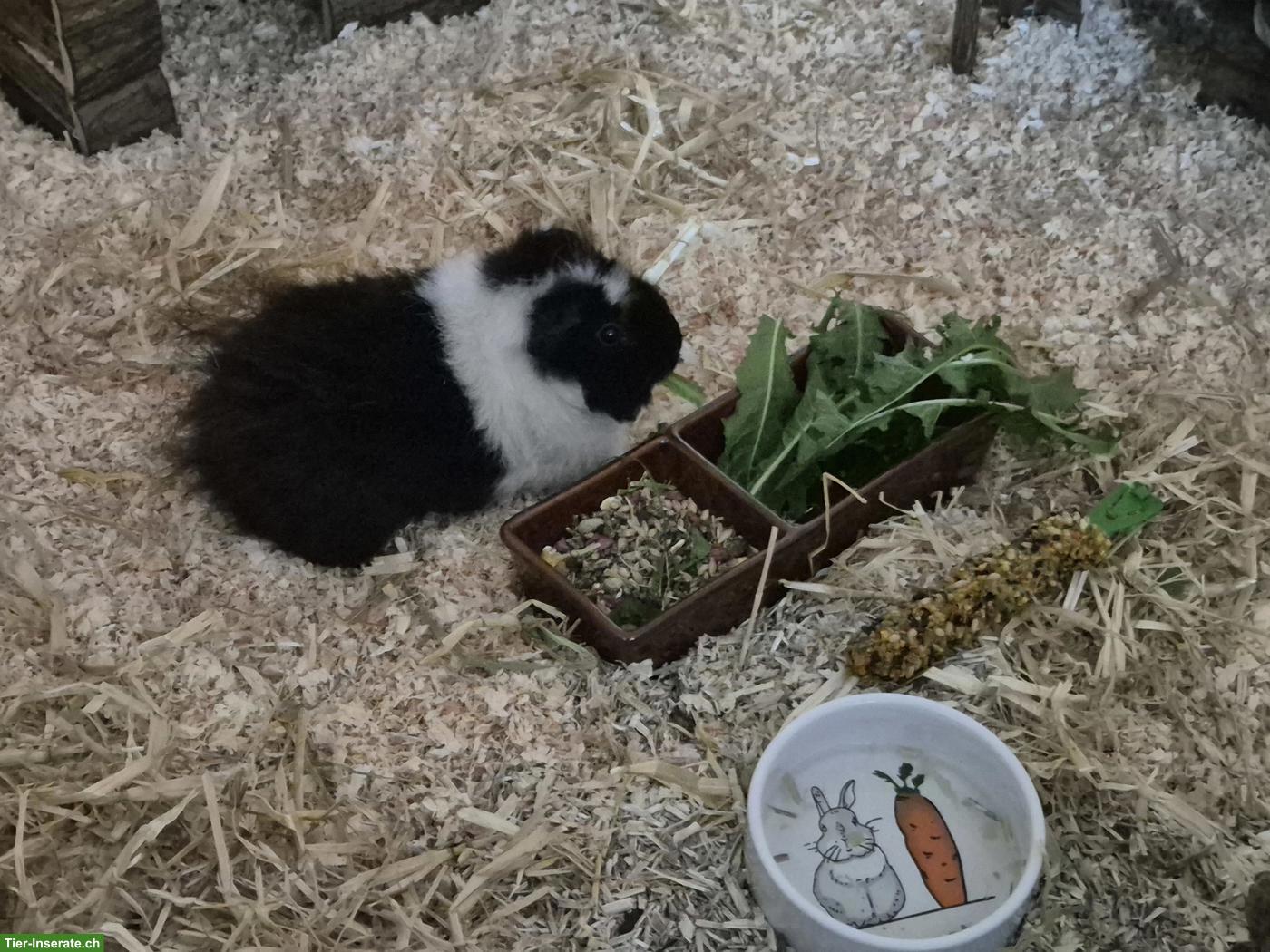 Bild 2: 3 Meerschweinchen mit viel Zubehör & grossem Käfig