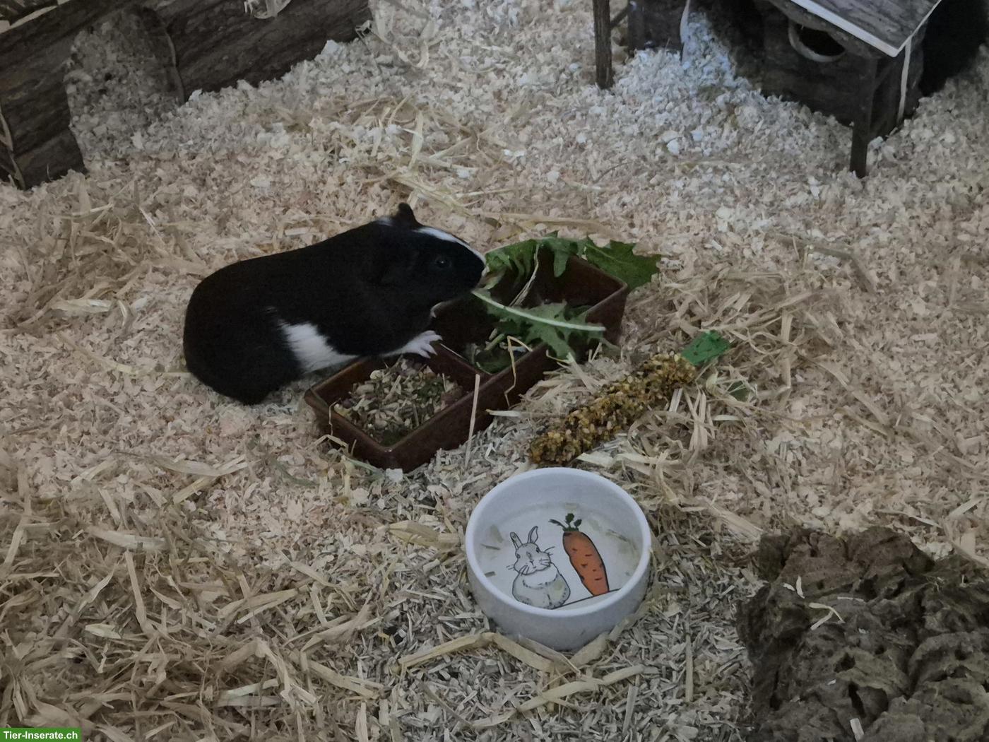 Bild 3: 3 Meerschweinchen mit viel Zubehör & grossem Käfig