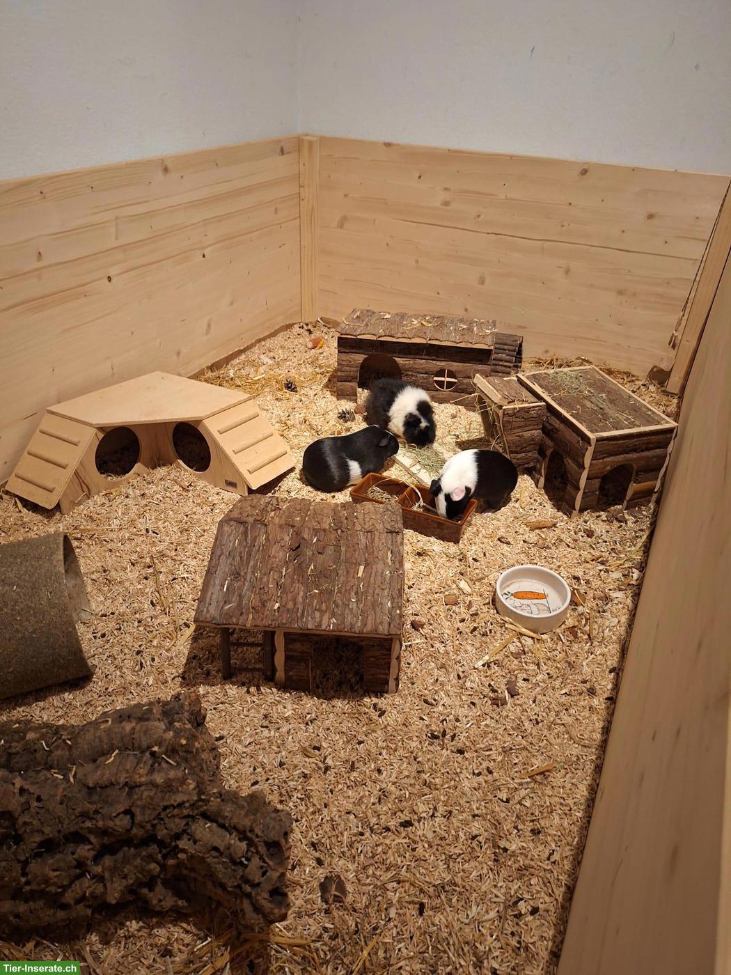 Bild 4: 3 Meerschweinchen mit viel Zubehör & grossem Käfig