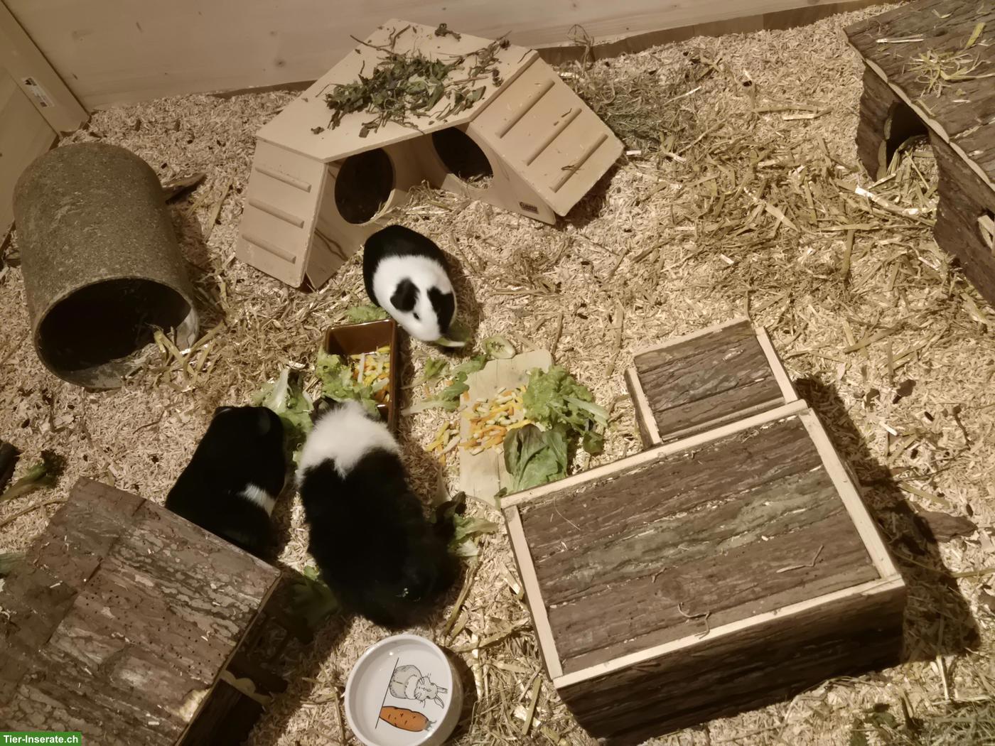 Bild 5: 3 Meerschweinchen mit viel Zubehör & grossem Käfig